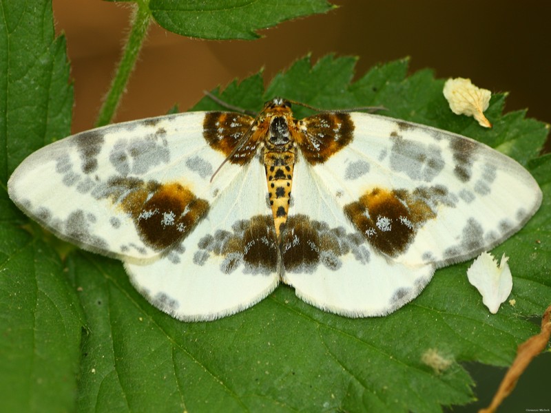 Abraxas sylvata  ...bellissimo Geometridae